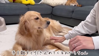 なでるのをやめたら…