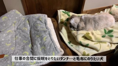 てんぽさんが毛布の上でリラックス