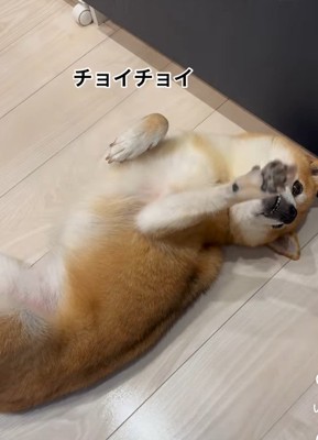 仰向けで手招きする柴犬