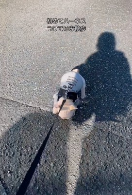 体が左右に揺れる子犬