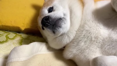 なでてもらえた♡