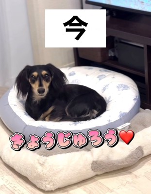 クッションの上で名前を呼ばれる犬