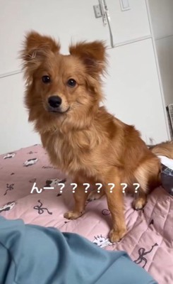 チワポメちゃんの成長6