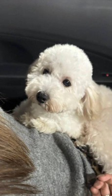 女性の腹の上に乗る犬