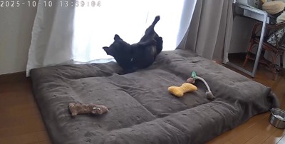 マットレスの上で跳ねるフレンチブルドッグ