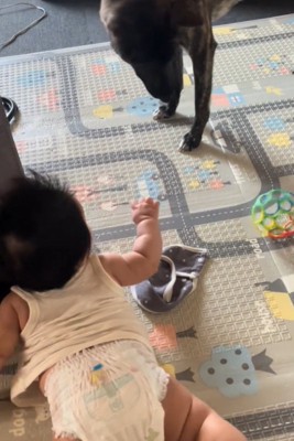 ボールを見つめる犬