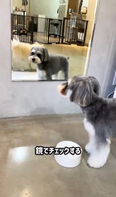 トリミング後のなぎちゃん4