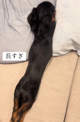 想像以上の長さ!!