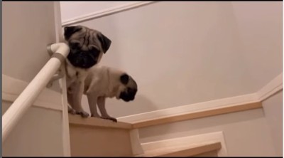 落ち着きがなくなる犬