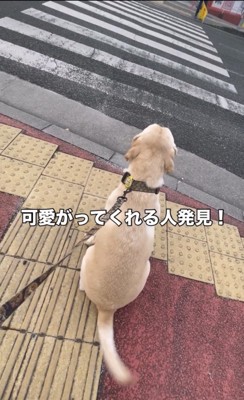 横断歩道の前で座る犬