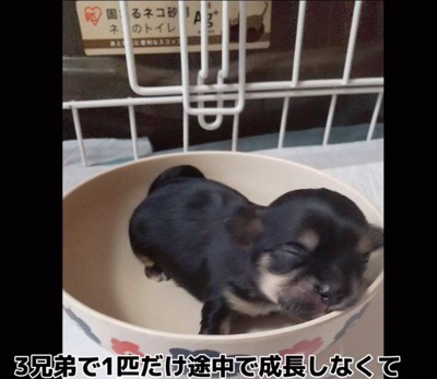 赤ちゃん犬を家族に迎えるまで5