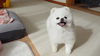 トリミングされたマヨちゃん