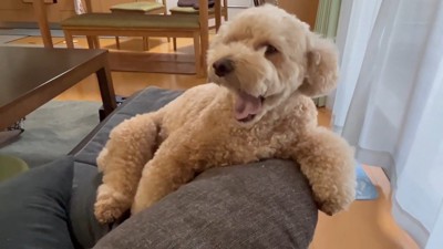 大きなあくび!