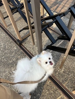 飼い主さんを見る天くん