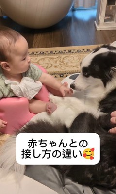 アグちゃんの赤ちゃんへの接し方