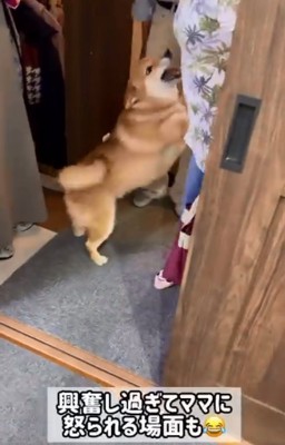 ママに怒られたぽてとくん