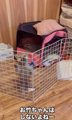 3匹の赤ちゃん犬の脱走8