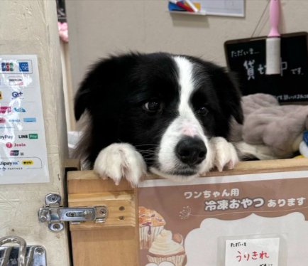 両手