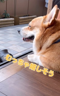 とても嬉しそうな犬