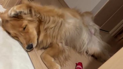 猫の行動を真似するように