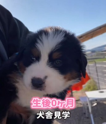 抱っこされる犬