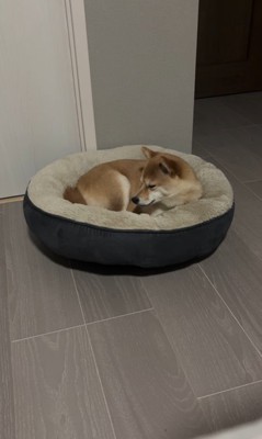 はむちゃんの寝落ち8