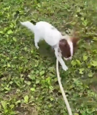 お散歩の練習中