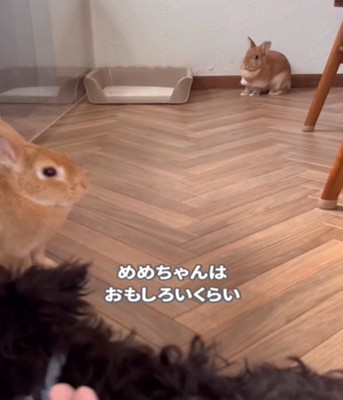 うさぎ2匹と犬4