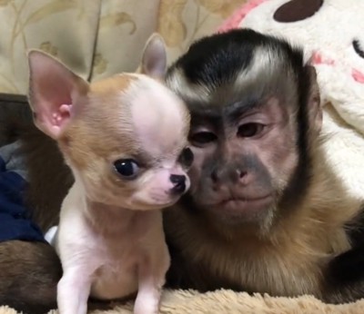 子犬を優しく見つめる猿