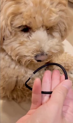 イタズラがバレた時のテンちゃん9