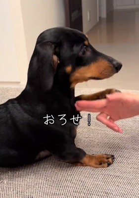 手を下ろしてほしいオーレくん