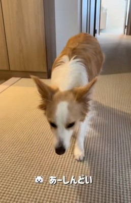 名演技のソラくん