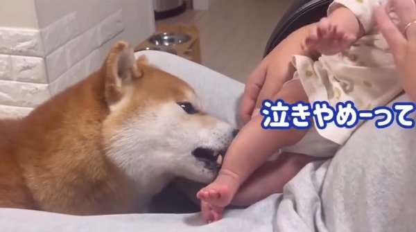 泣き止んでほしいこむぎ君