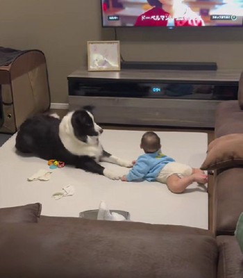 赤ちゃんと犬を撮影していたら…