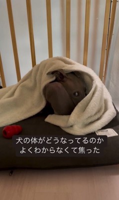 ソファで丸まるプットくん2