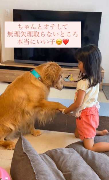 部屋で座るゴールデンレトリバーにおやつをあげようとする幼い女の子