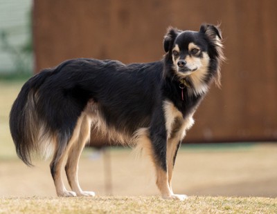 野性味あふれる立ち姿も