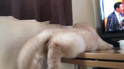 テーブルに登りたい