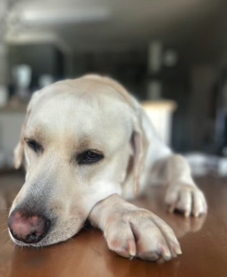 堂々とテーブルに登るレトちゃん4