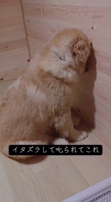壁に頭を付ける子犬