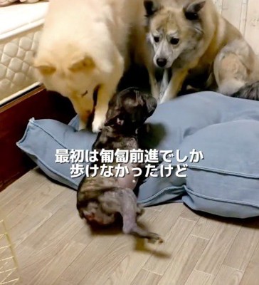 ほふく前進で他の犬と遊ぶフレンチフルドッグ