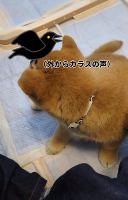 カラスに反応するおでんくん