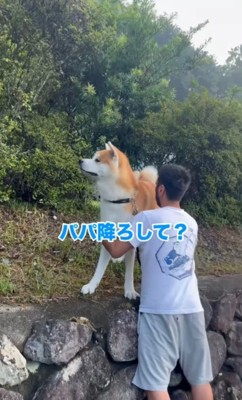 石垣を降りられない秋田犬