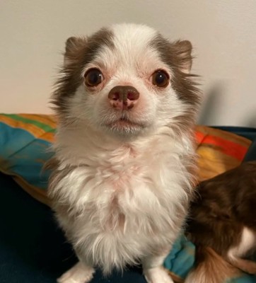 成長したLiaくん