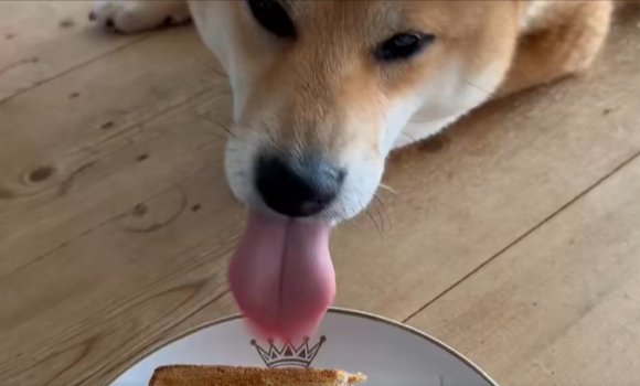 柴犬