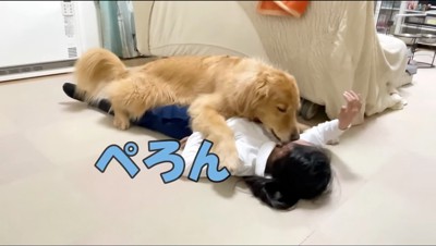 女の子の上に乗って女の子の顔を舐める大型犬