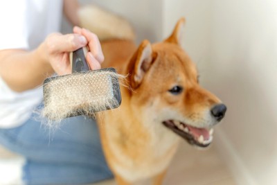 柴犬とブラシに抜け毛