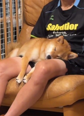 男性の膝の上で眠る犬