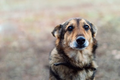 耳を真後ろに倒した犬