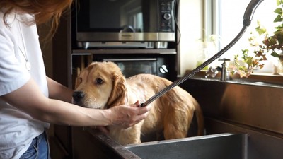 るこる君の初シャンプー2